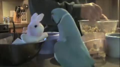 Parrot loves new bunny!