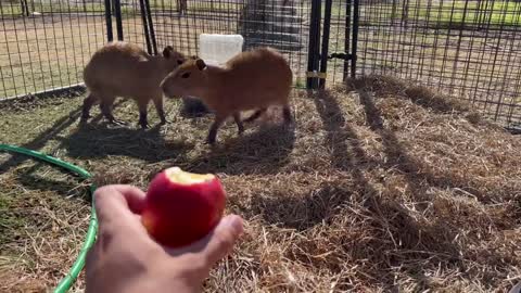 Capybara vs Piglet (Quandale Dingle Dies)