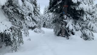 Snow Drenched Trees – Central Oregon – Vista Butte Sno-Park – 4K