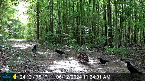Crows and Turkey Vulture