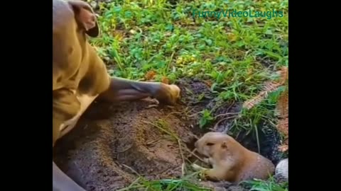 Dog Vs Ground Hog LMAO