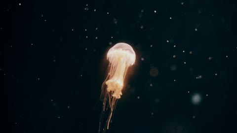 a beautiful jellyfish swimming