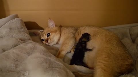 Mother cat Mimi gave birth to 3 kittens safely。。