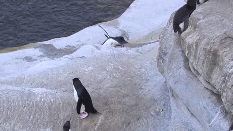 Penguin Fail - Best Bloopers from Penguins Spy in the Huddle (Waddle all the Way)