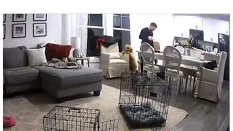 Dog Pulls Prank