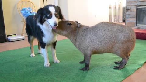 Dog and Capybara