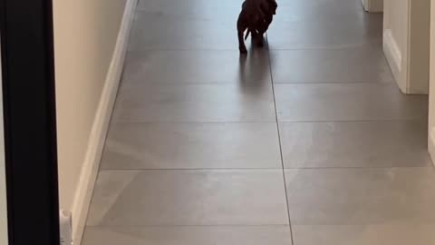 Guard dog dachshund vs vacuum not risking my life