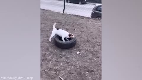 The Actions Of Dogs And Cats Make You Unable To Stop Laughing