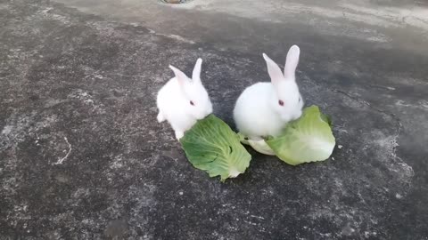 Cute Baby Rabbits Playing_Feeding Activities _ Bunny Rabbit (Baby Rabbits)