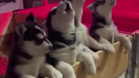 Symphony of howling huskies 🤣🤣