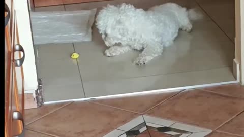 Very playful puppy