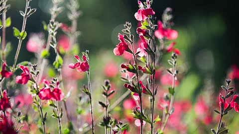 Beautiful Flowers Blossom in the Garden, Photos and Song.