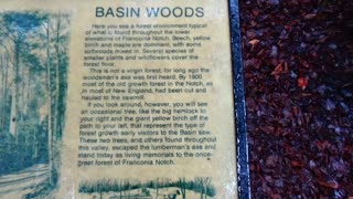 Basin Woods