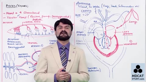 LEC#16 EVOLUTION OF HEART (PART-A)