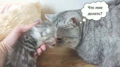 Dad cat meets his newborn kittens and kisses mom cat