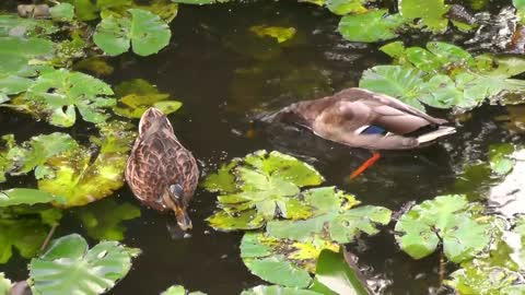 Duck Mallard Water Bird Animal Feeding Water Pond