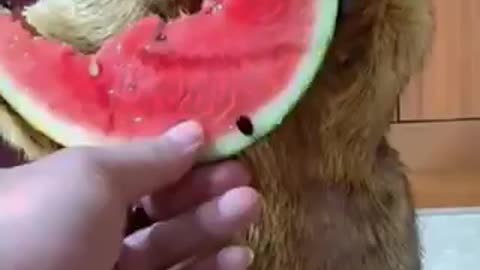 Marmot eating watermelon 🍉