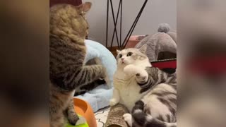 Cute cat fight