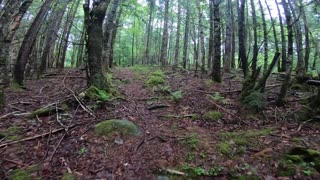 Bog Bridge Trail