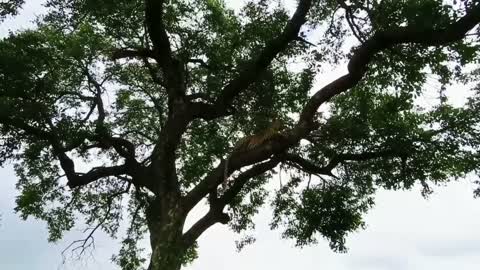 Why do leopards like to be in trees so much