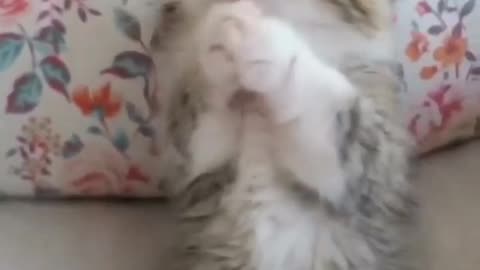 Funny And Cute Kittens