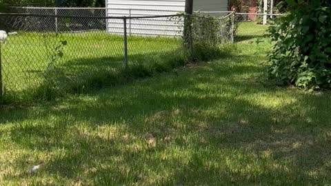 Boss Dog Penny Jumps Fence to Retrieve Stick