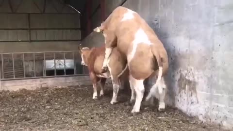 This Bull is Too Big to Mate
