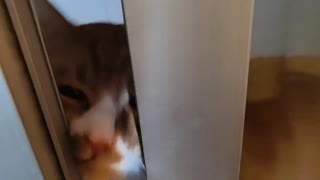 cat wanting to go home