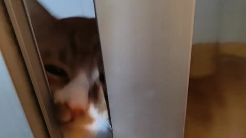 cat wanting to go home