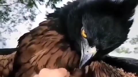 The black-and-chestnut eagle