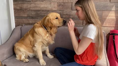 My Dogs Try Brain Games to See Who Is Smarter