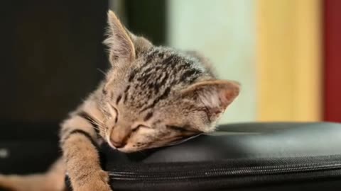 Sleeping Cat Quacks When His Owner pouch