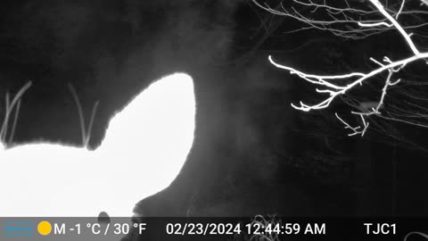 Deer Investigating Trail Cam