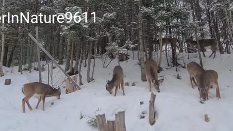 8 new deer on my property