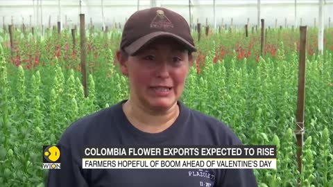 Farmers in Colombia expect flower exports to surge this year World Latest English News WION