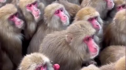 Funny video with monkey