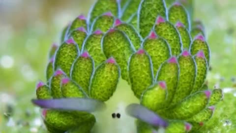 Sheep leaf sea slug