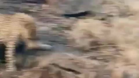 Hyena Steals Prey From Leopard.