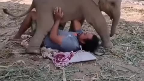 Baby _elephant_ playing 💖