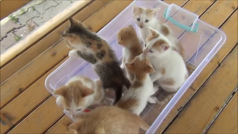 Kittens meowing (too much cuteness) - All talking at the same time!😂