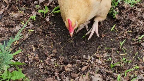 OMC! Worm caught and eaten by hard working chicken live on video! Watch @38 seconds.