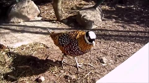 Feathered Flock: A Mesmerizing Look into the World of Birds