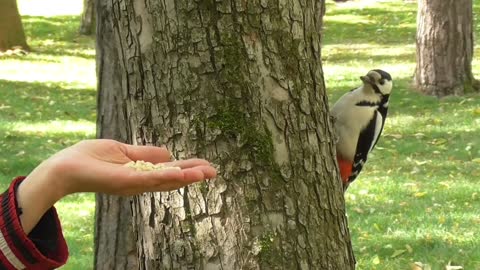 The wood pecker is feeding in the hand of a human