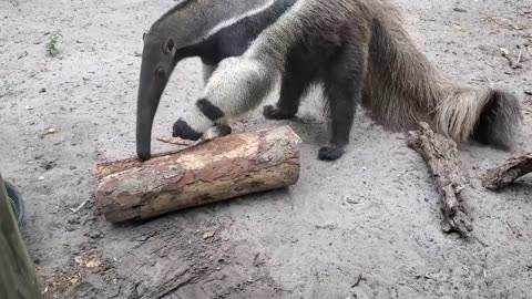 Giant Anteater Eating By Ripping Wood