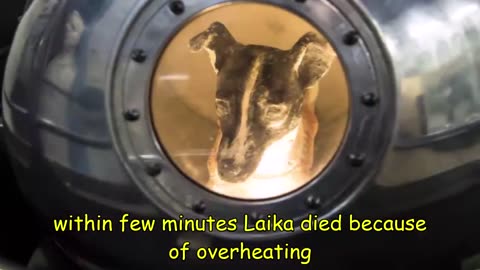 What happened to Laika in space?*the space dog*