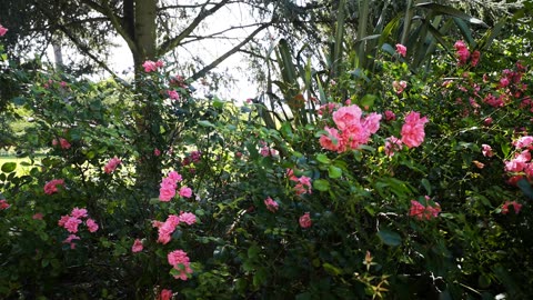 Flowers Blooming In The Park