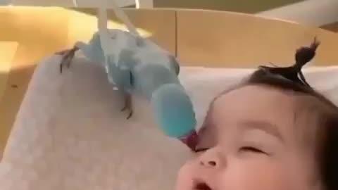 Little Toddler is very happy when parrot is taking care of her