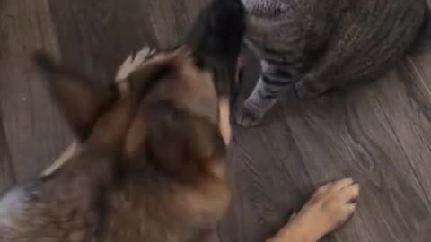 FunnY FightinG Bitween Cat V/S DoG