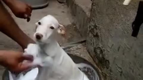 Smart DOG Bathing