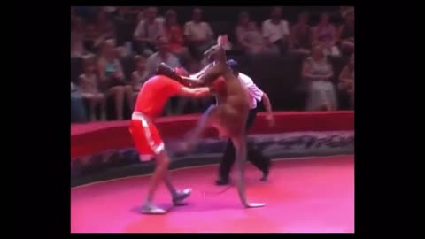 Man and Kangaroo boxing.